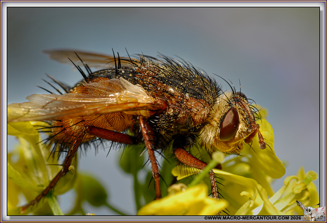 TACHINAIRE HERISSONNE
